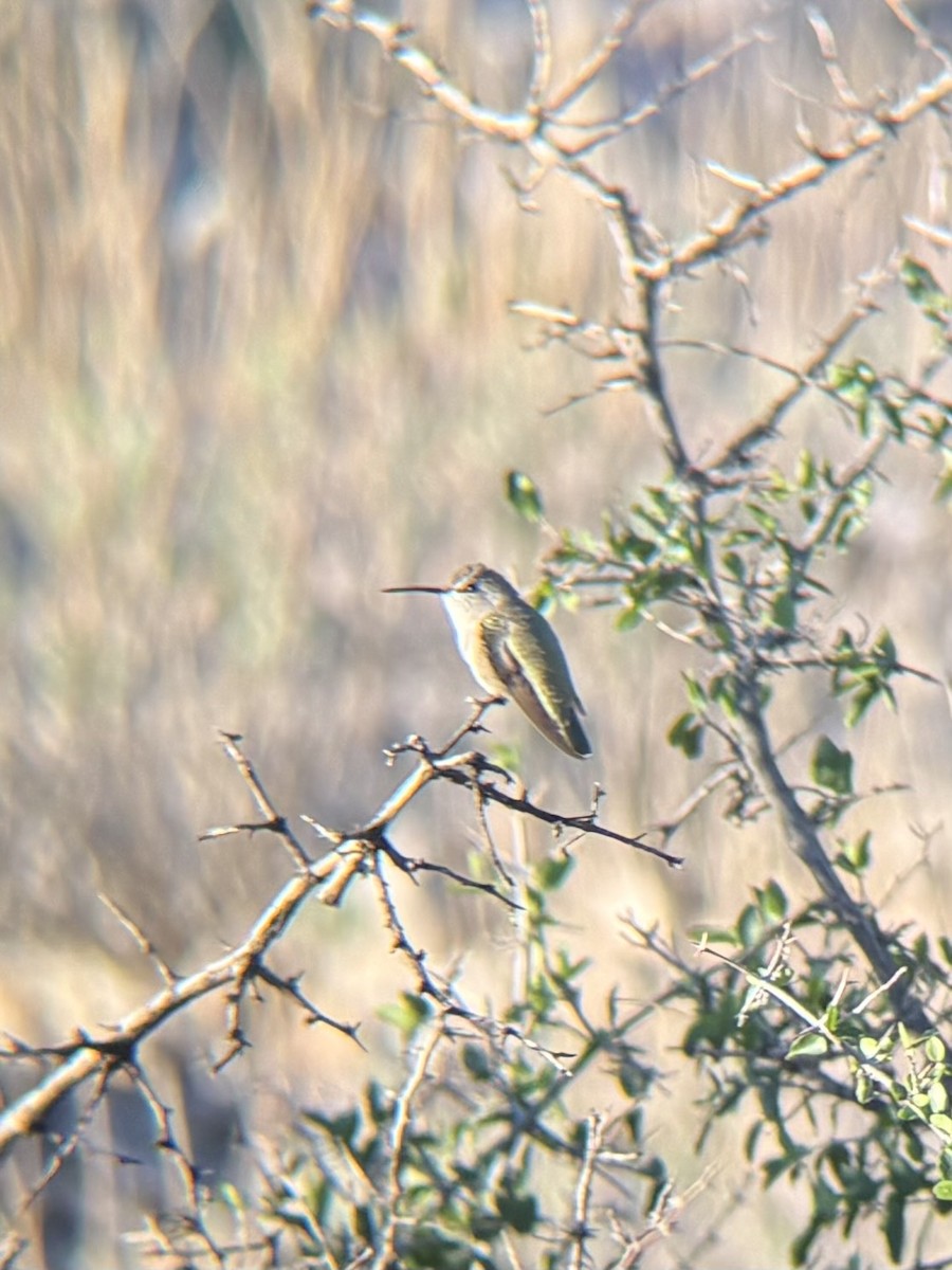 Costa's Hummingbird - ML643702412