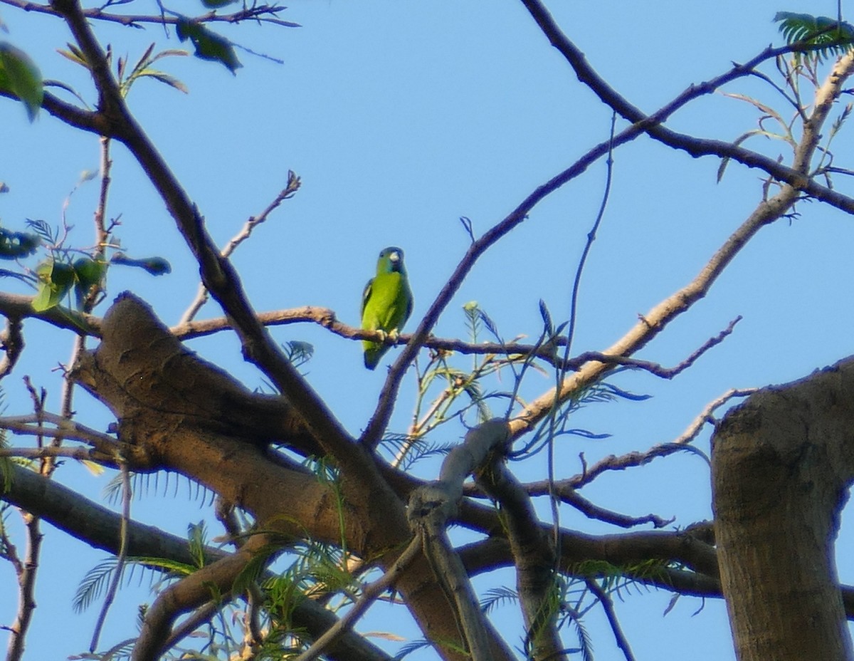 Guaiabero - ML643702417