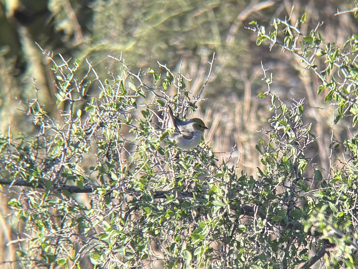 Verdin - ML643702427