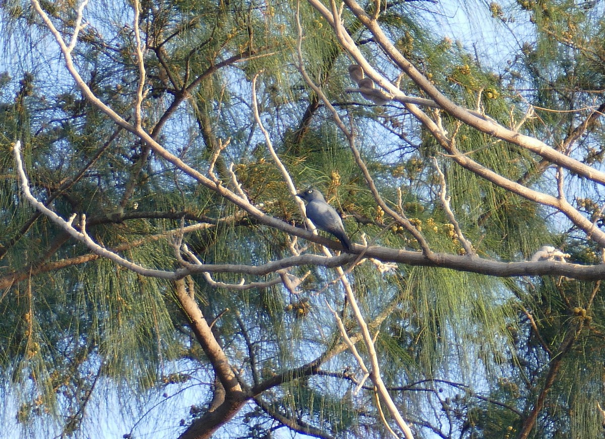 Bar-bellied Cuckooshrike - ML643702431