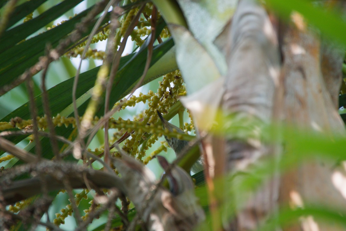 Red-headed Myzomela - ML643702432