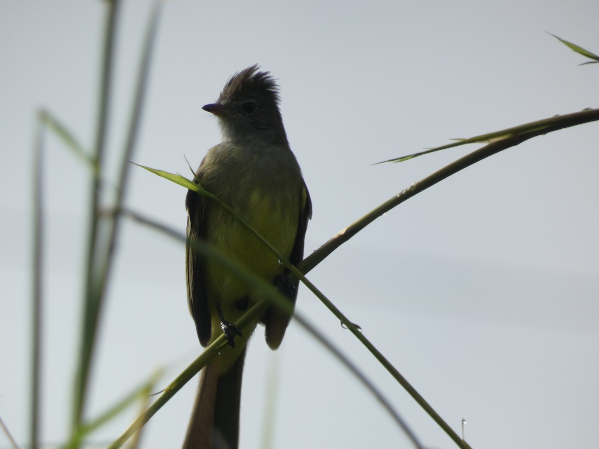 Yellow-bellied Elaenia - ML643702433