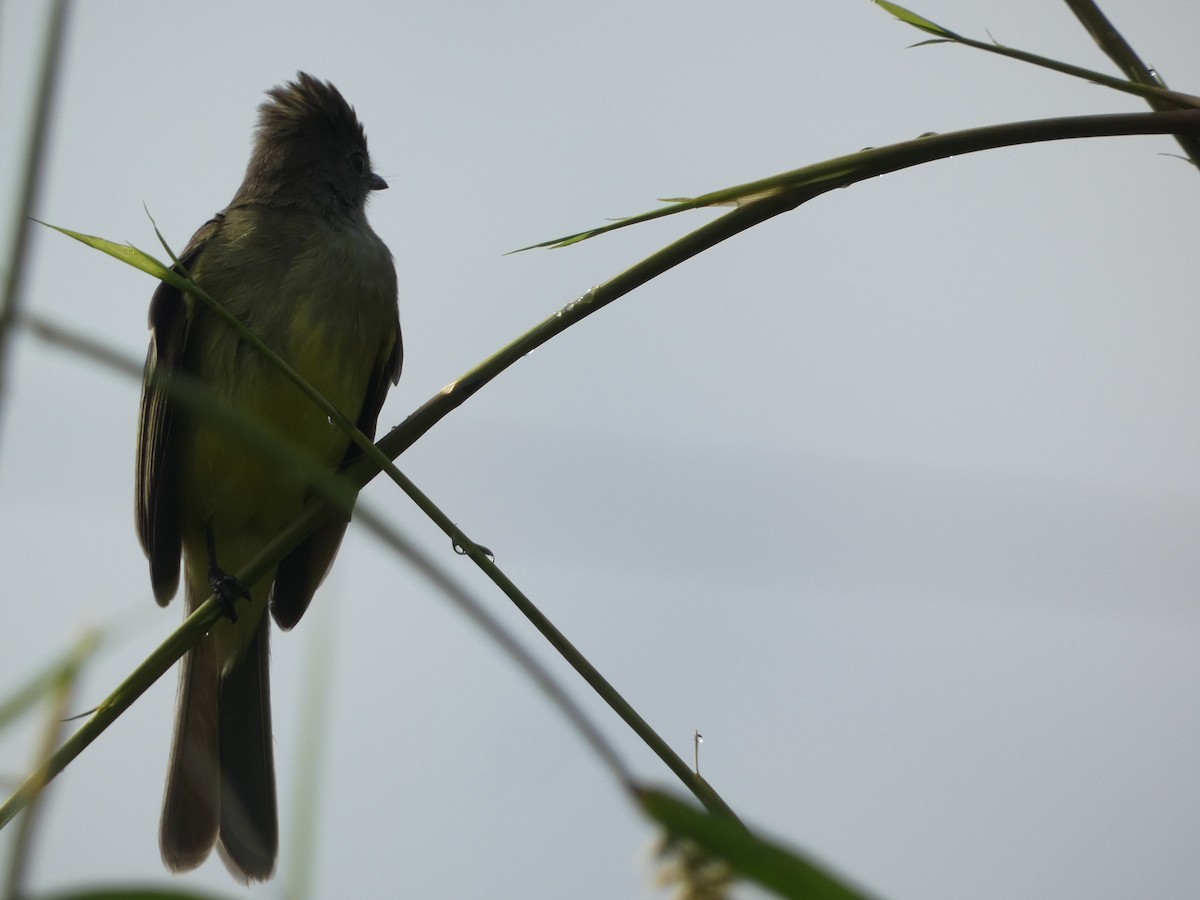 Yellow-bellied Elaenia - ML643702434
