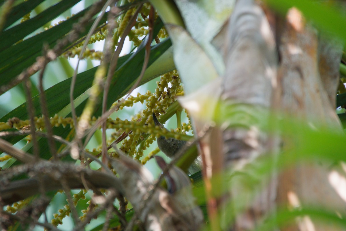 Red-headed Myzomela - ML643702443