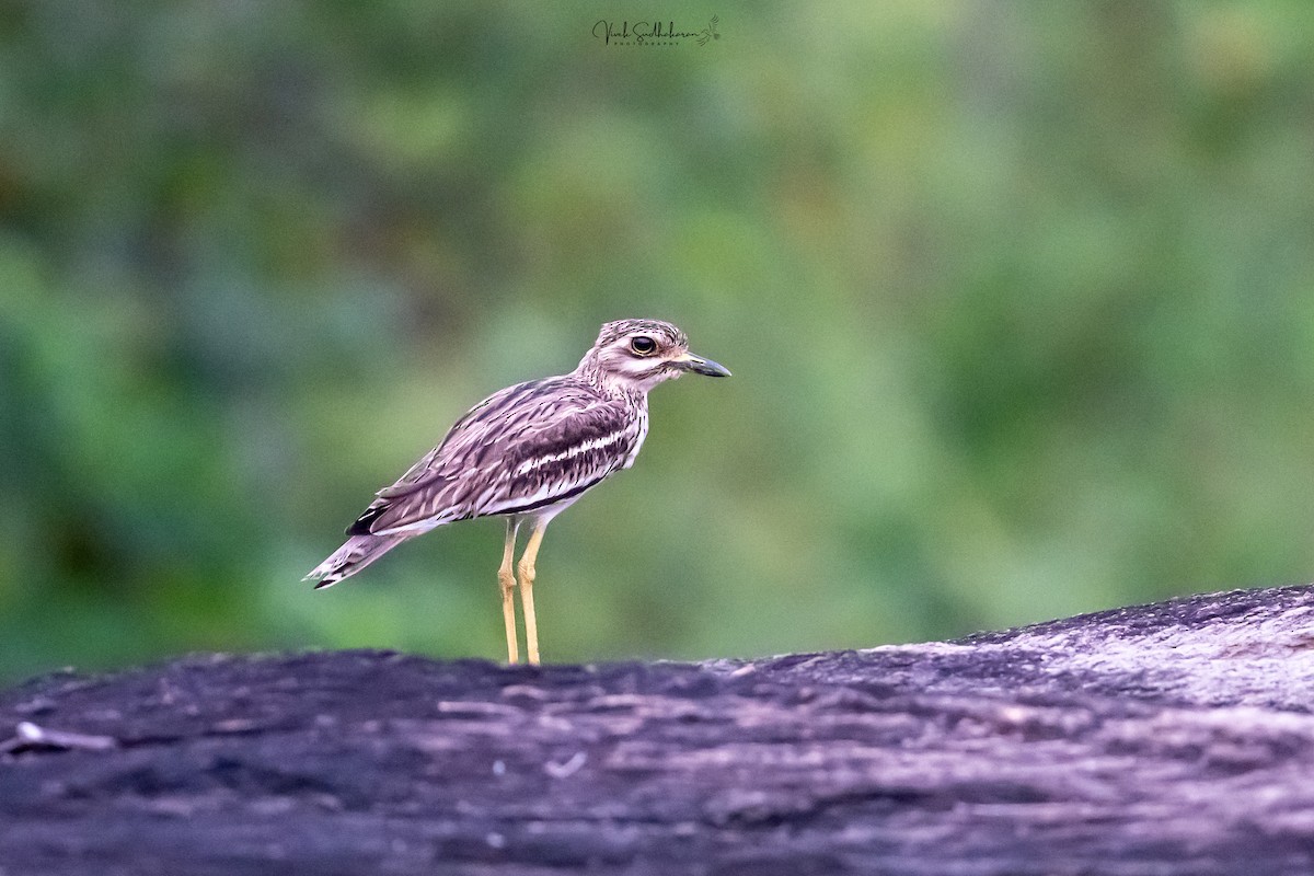 Indian Thick-knee - ML643702451