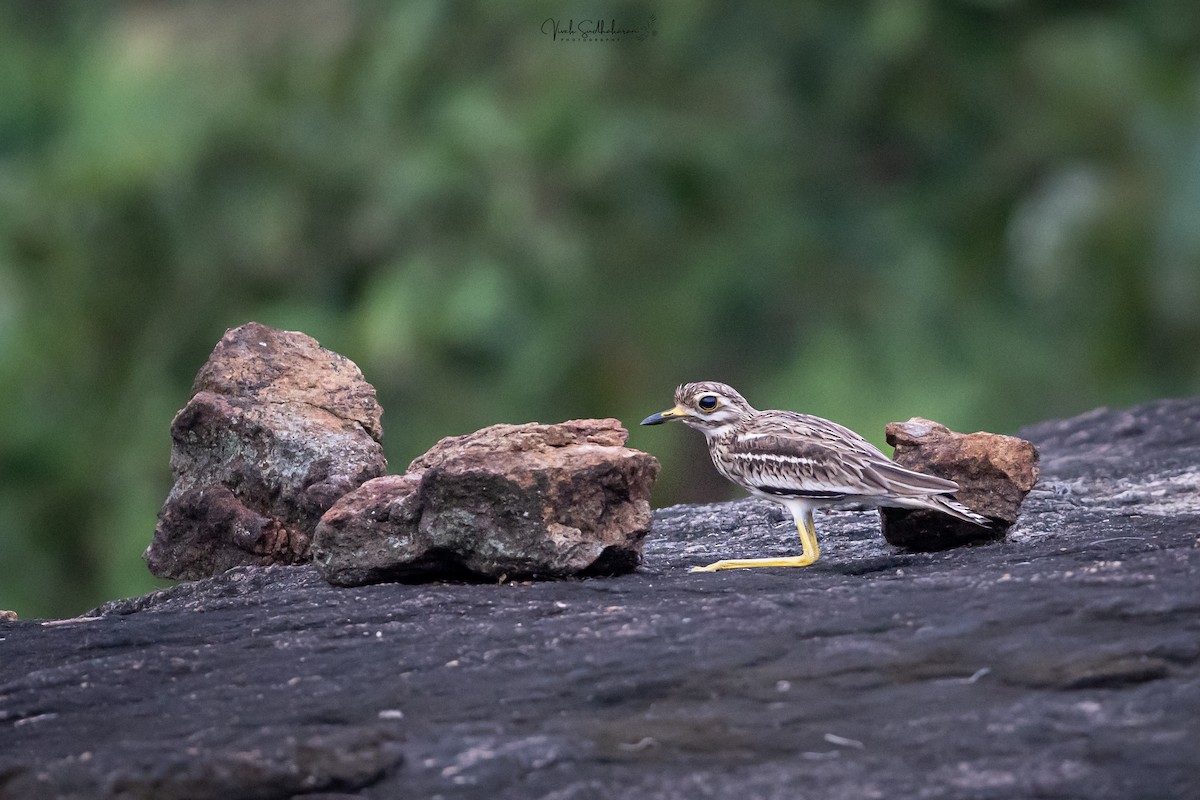 Indian Thick-knee - ML643702452