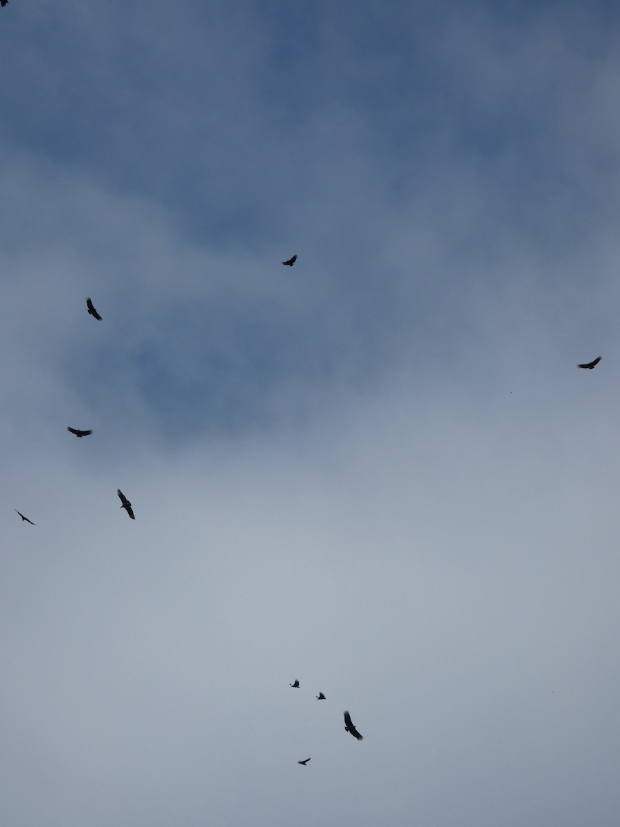 Black Vulture - ML643702453