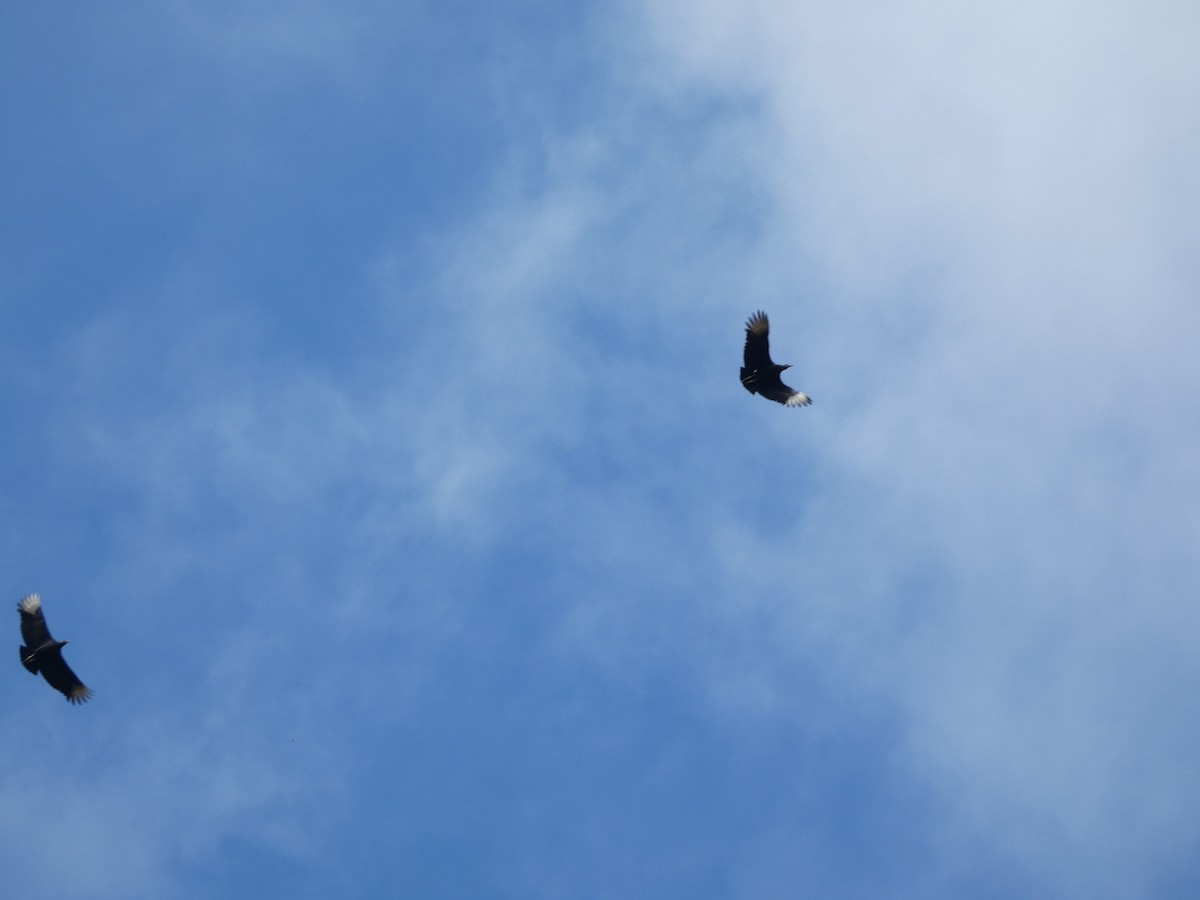 Black Vulture - ML643702454