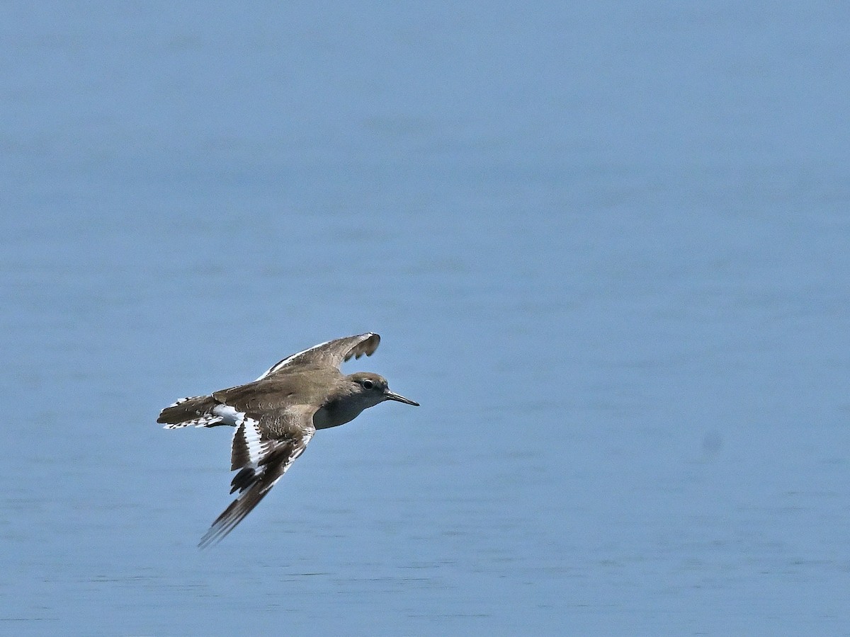 Common Sandpiper - ML643702457