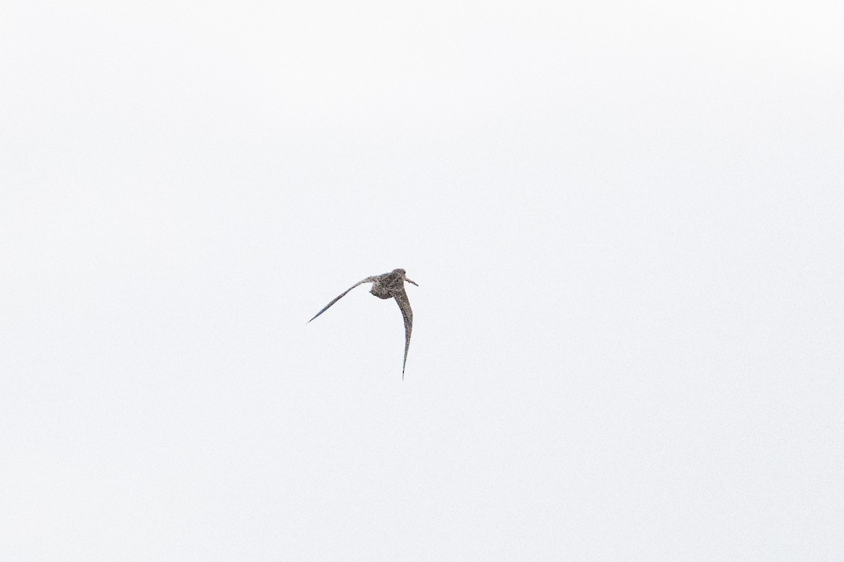 Pin-tailed Snipe - ML643702459