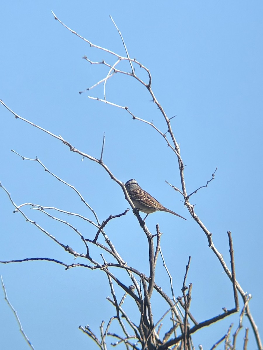 White-crowned Sparrow - ML643702463