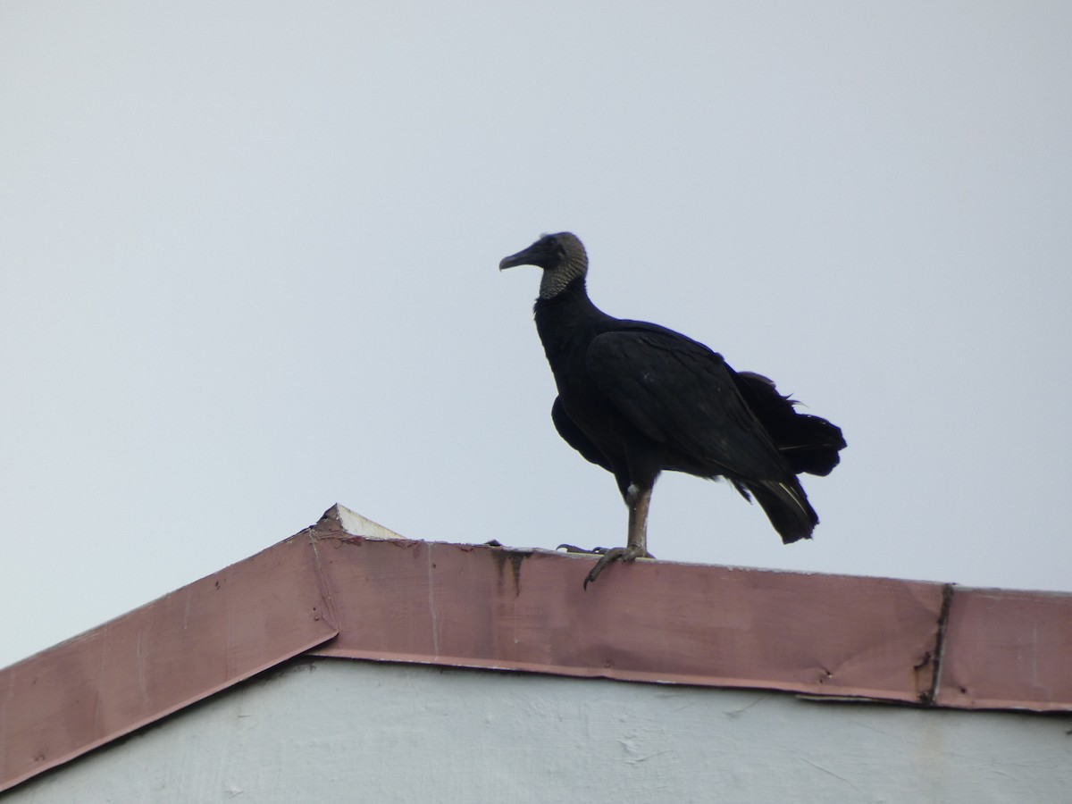 Black Vulture - ML643702465