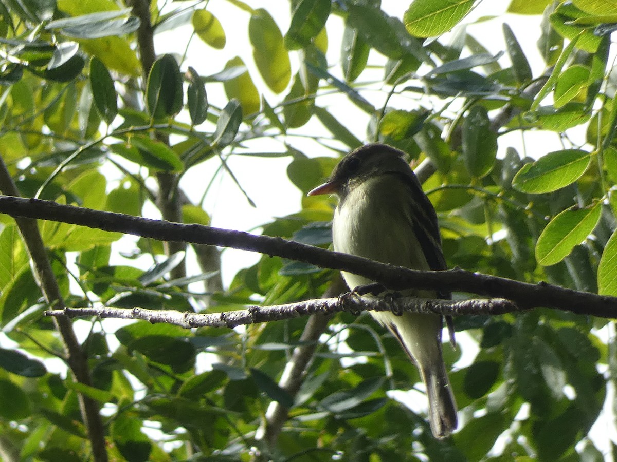 Mosquero Verdoso - ML643702471