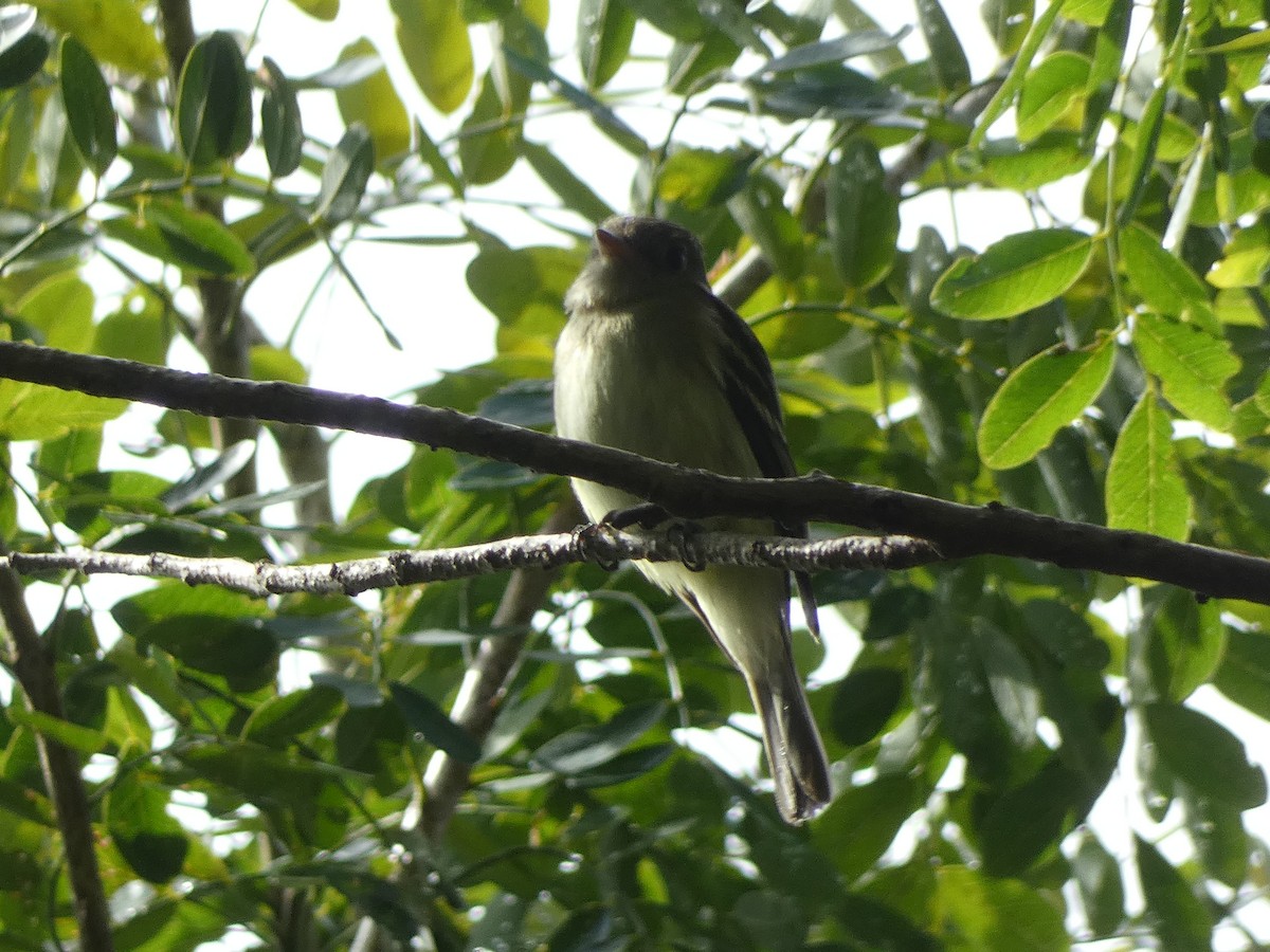 Mosquero Verdoso - ML643702472
