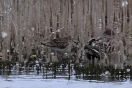 Wood Sandpiper - ML643702482