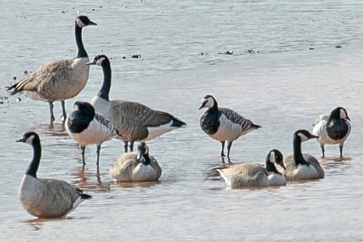 Barnacle Goose - ML643702495