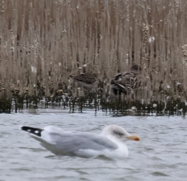 Wood Sandpiper - ML643702497