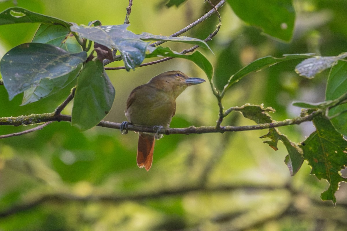 Russet Antshrike - ML643702508