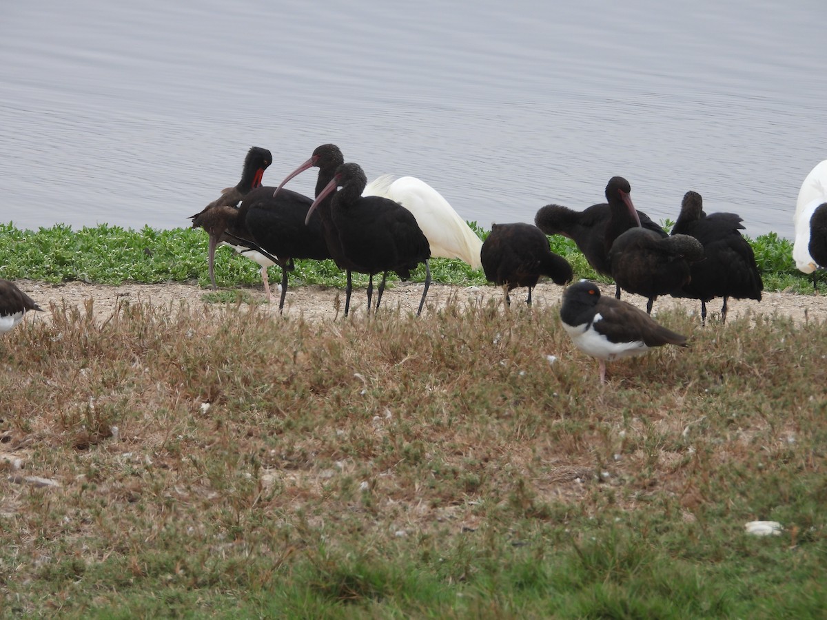 Puna Ibis - ML643702517