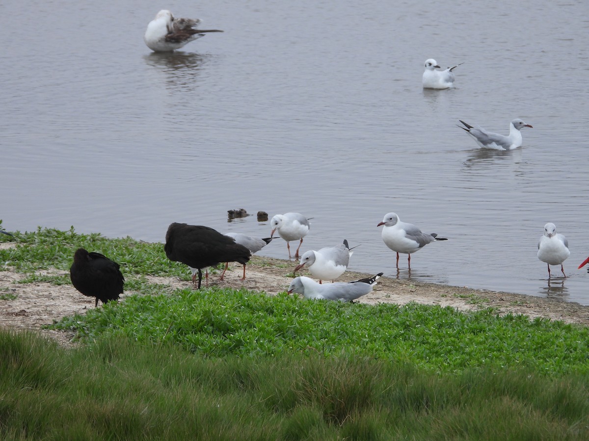 Puna Ibis - ML643702518