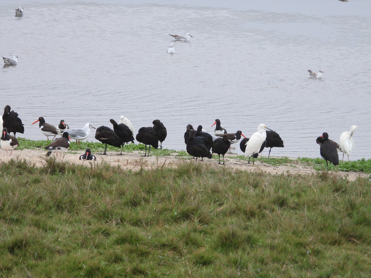 Puna Ibis - ML643702519
