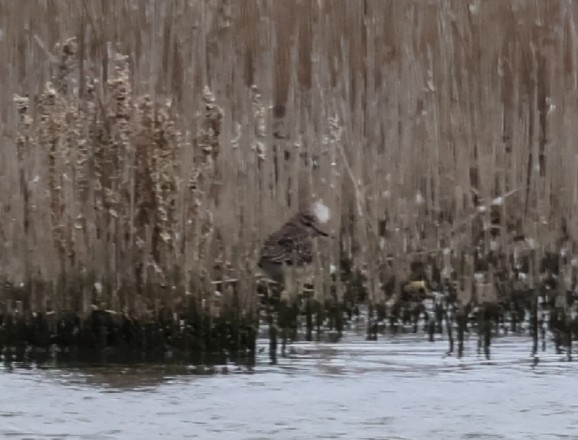 Wood Sandpiper - ML643702520