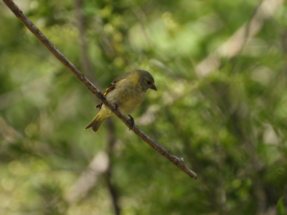 Hooded Siskin - ML643702537