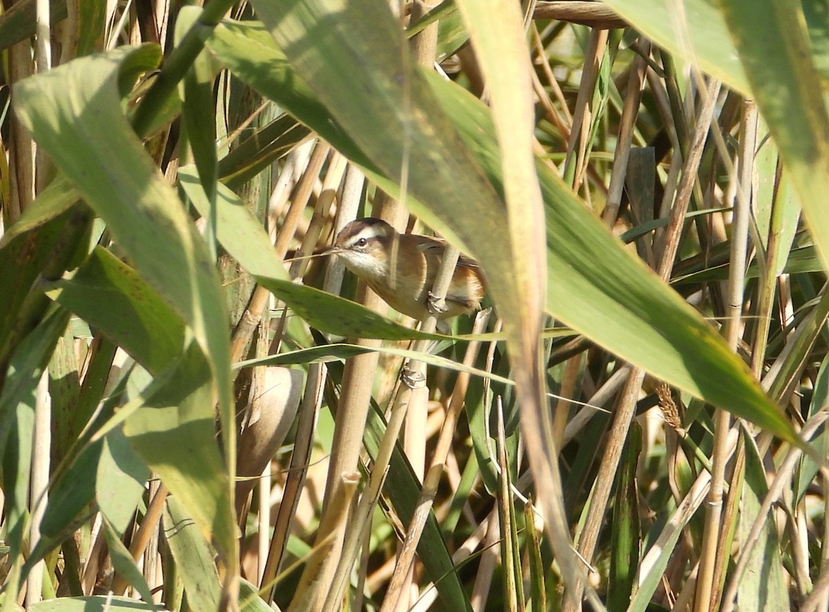 Moustached Warbler - ML643702562