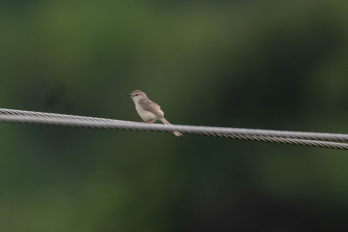 orientprinia - ML643702563
