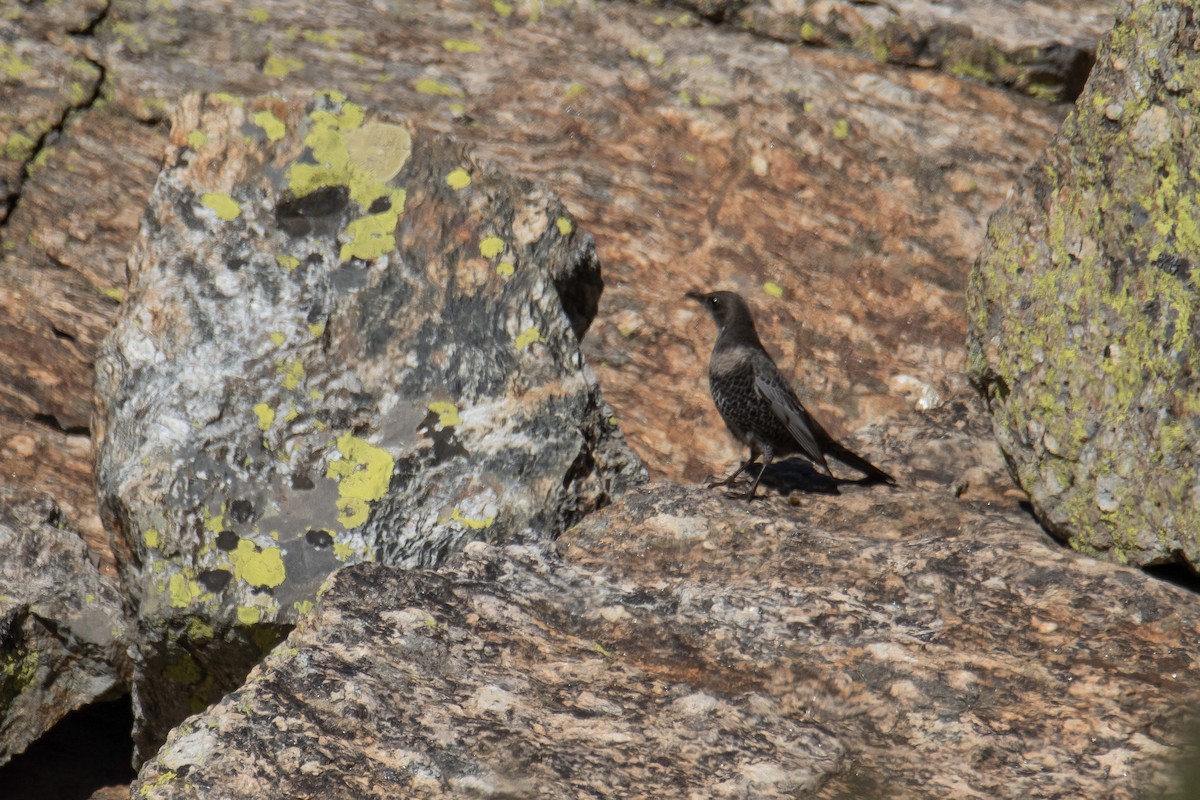 Ring Ouzel - ML643702586