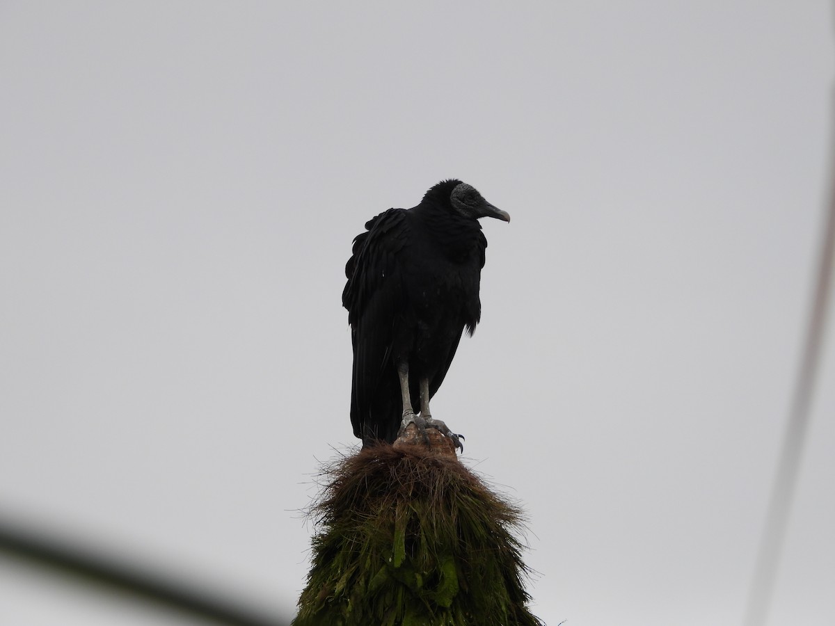 Black Vulture - ML643702602