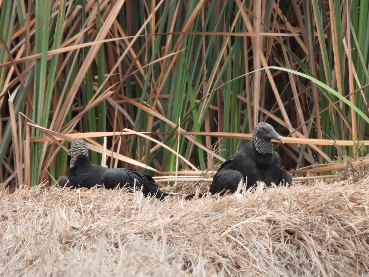 Black Vulture - ML643702603