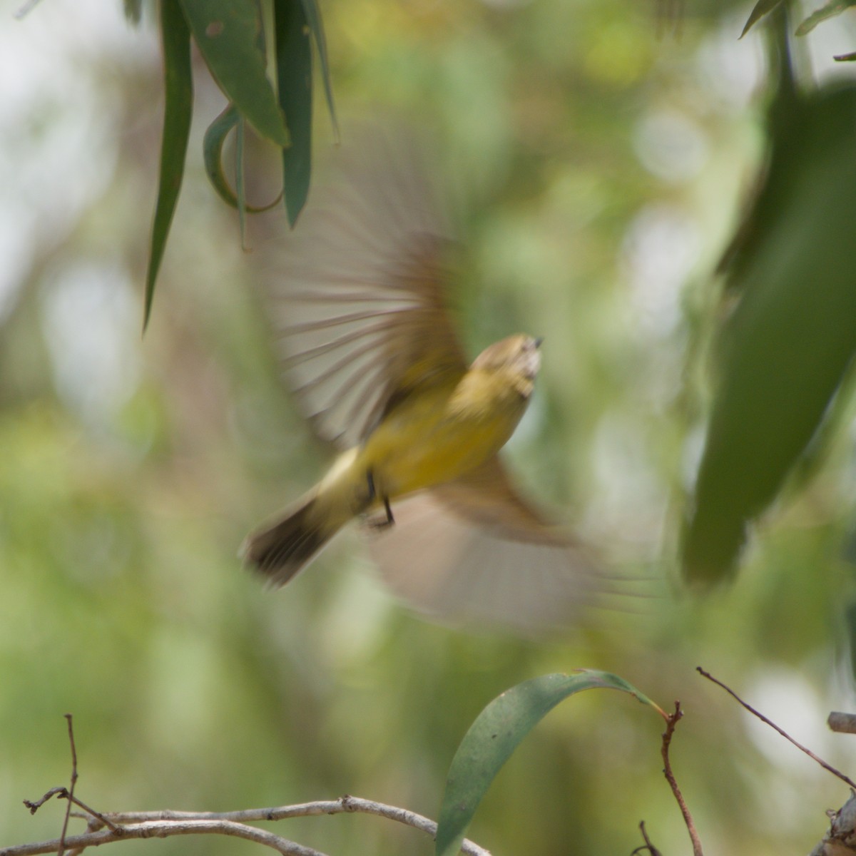 Lemon-bellied Flyrobin - ML643702616