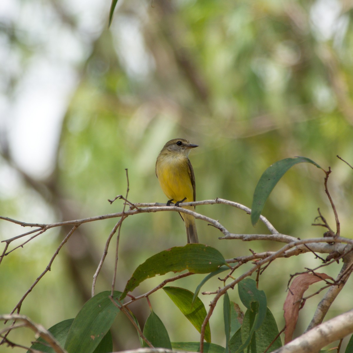 Lemon-bellied Flyrobin - ML643702617