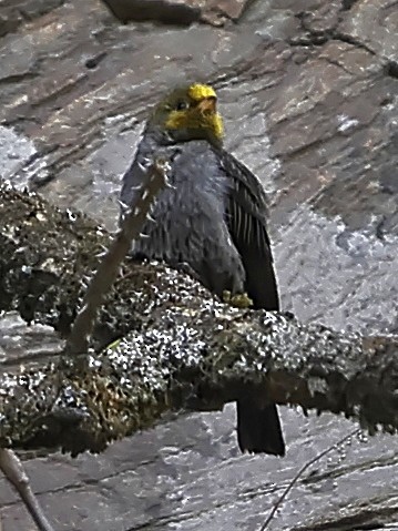 gulgumpvokseter - ML643702619