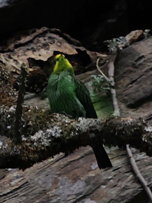 gulgumpvokseter - ML643702620