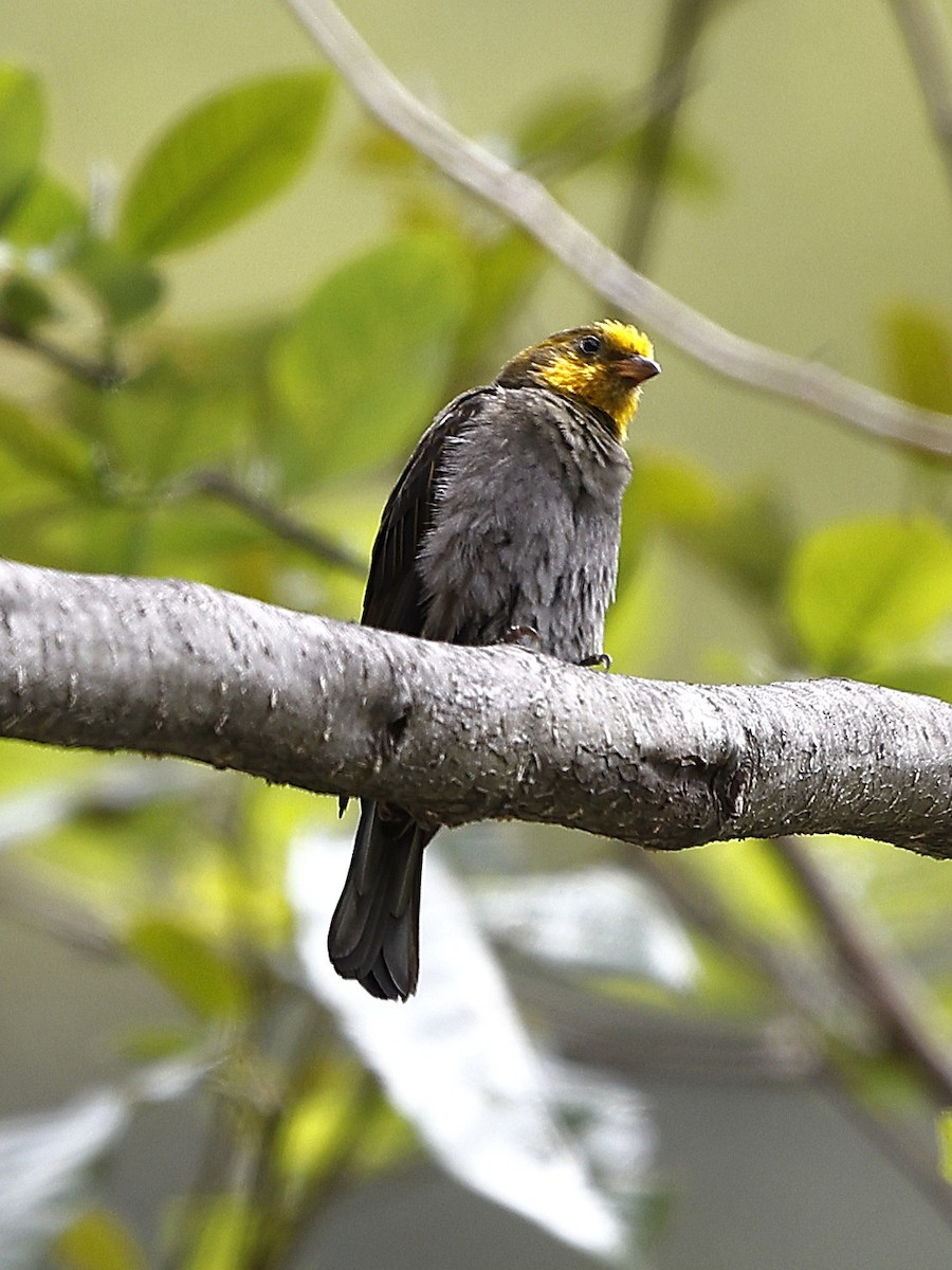 gulgumpvokseter - ML643702621