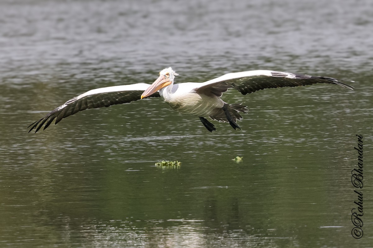 Spot-billed Pelican - ML643702623