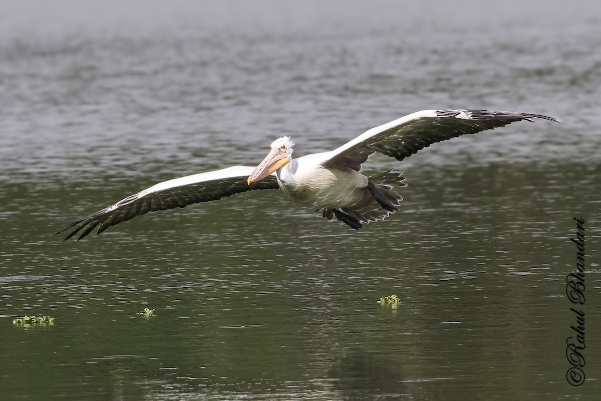 Spot-billed Pelican - ML643702624