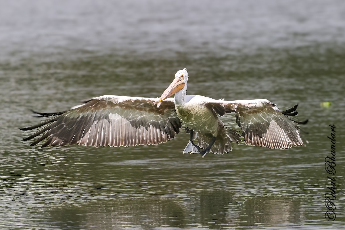 Spot-billed Pelican - ML643702625