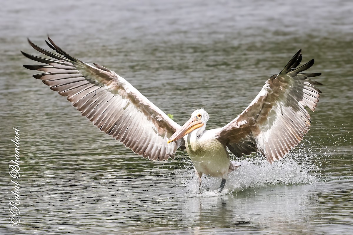 Spot-billed Pelican - ML643702626