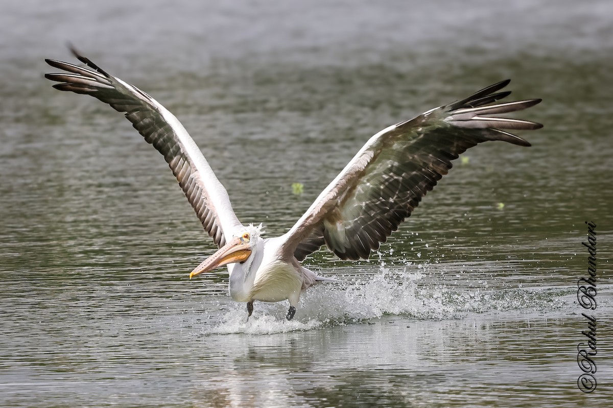 Spot-billed Pelican - ML643702627