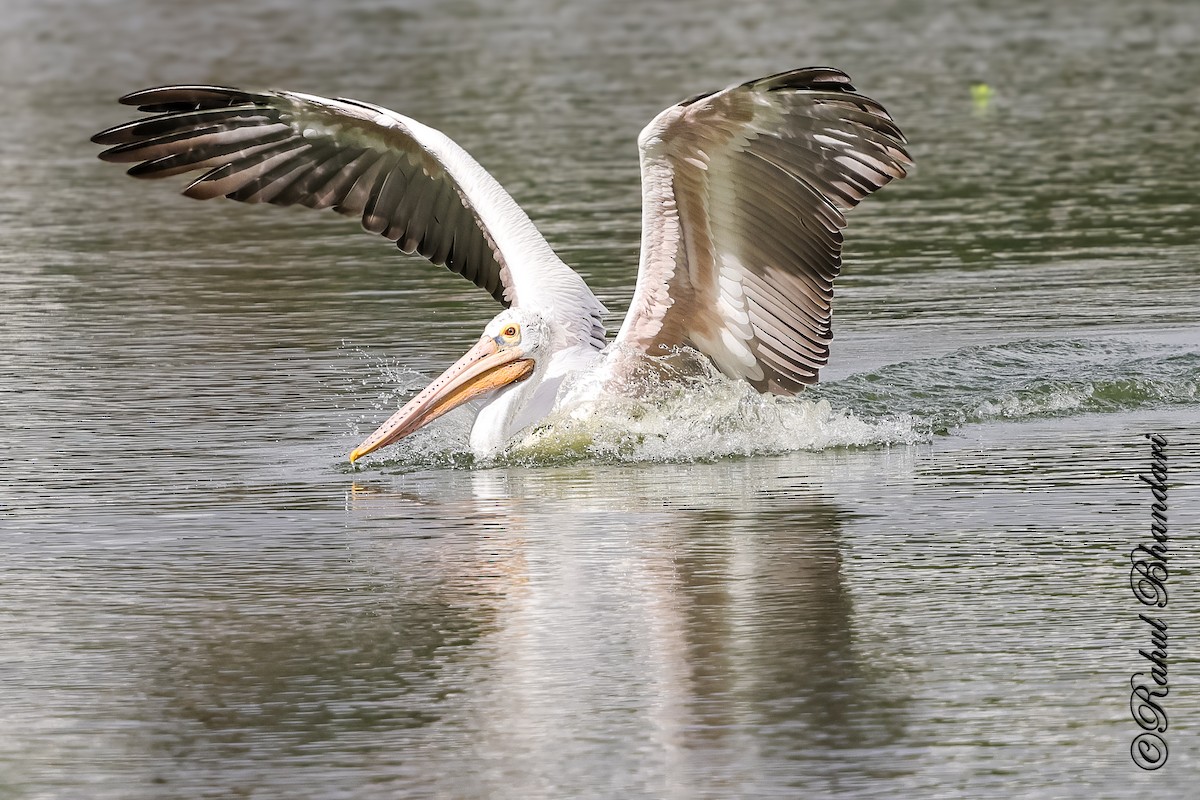 Spot-billed Pelican - ML643702628