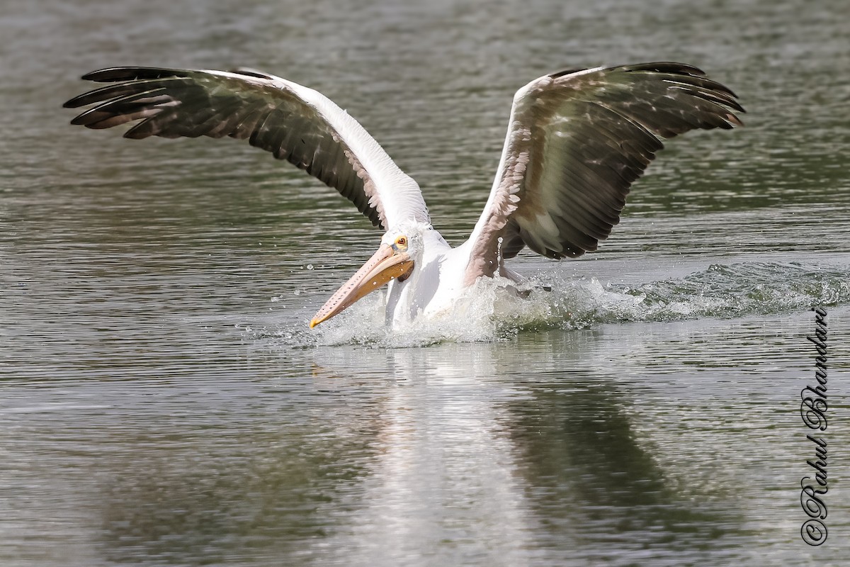 Spot-billed Pelican - ML643702629