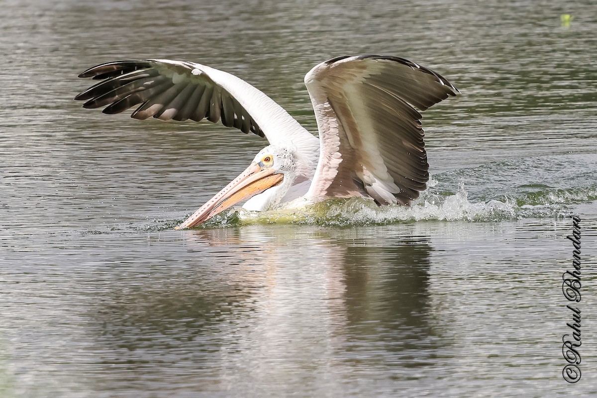 Spot-billed Pelican - ML643702630