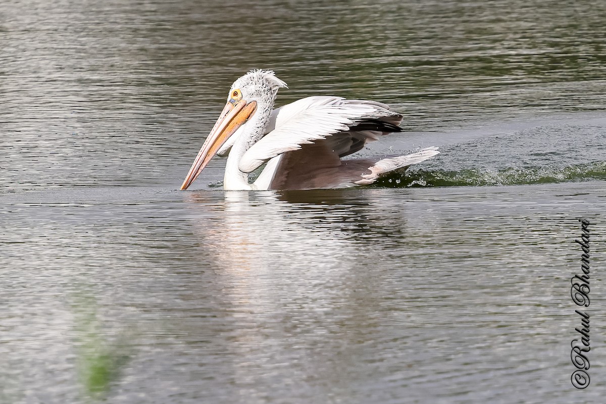 Spot-billed Pelican - ML643702631