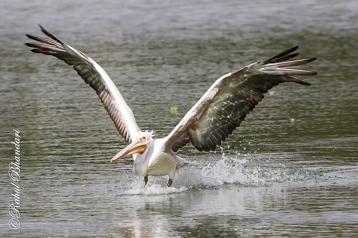Spot-billed Pelican - ML643702632