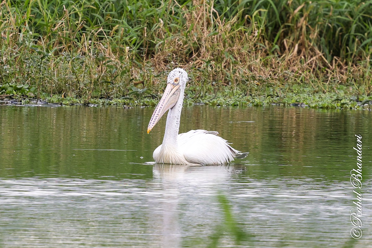 Spot-billed Pelican - ML643702633