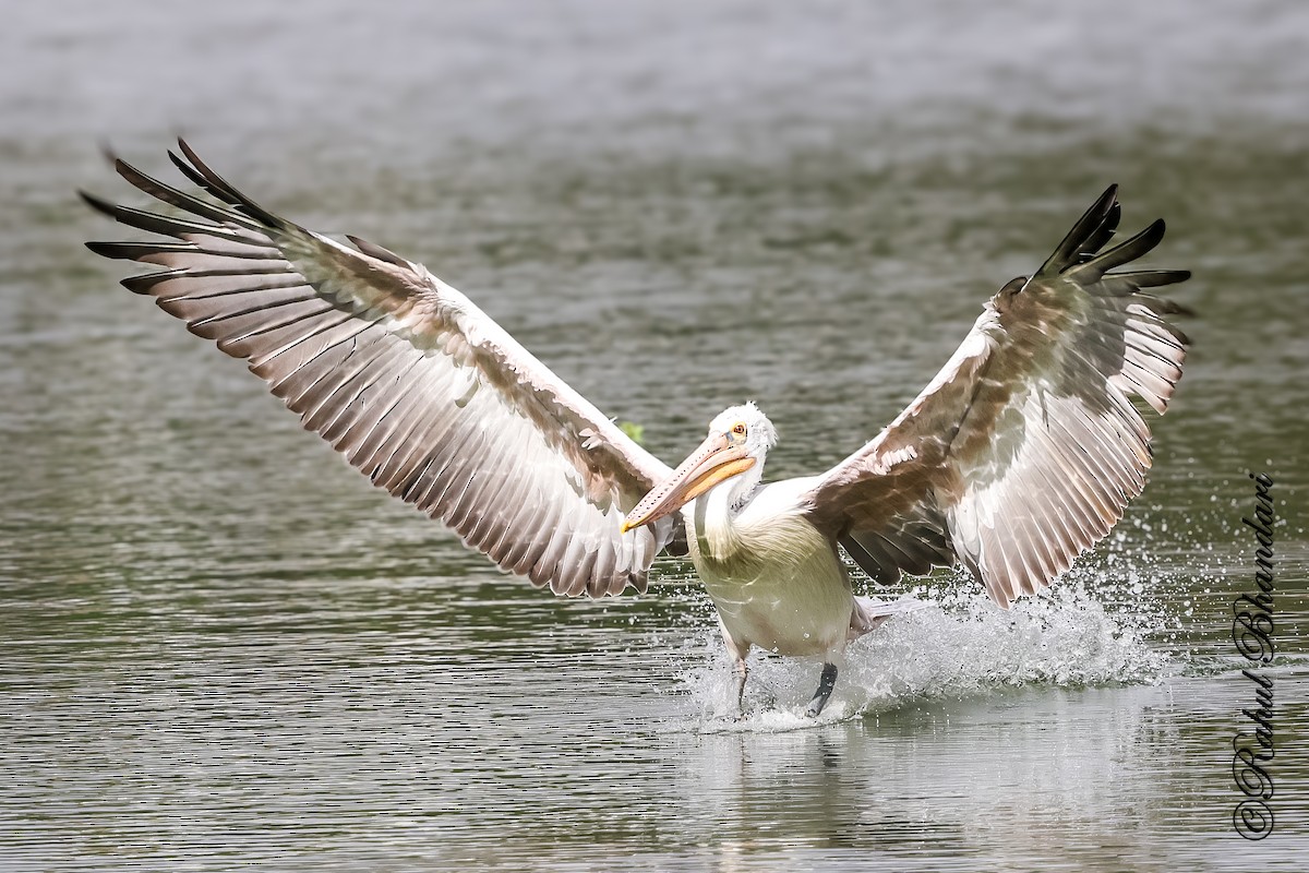 Spot-billed Pelican - ML643702638
