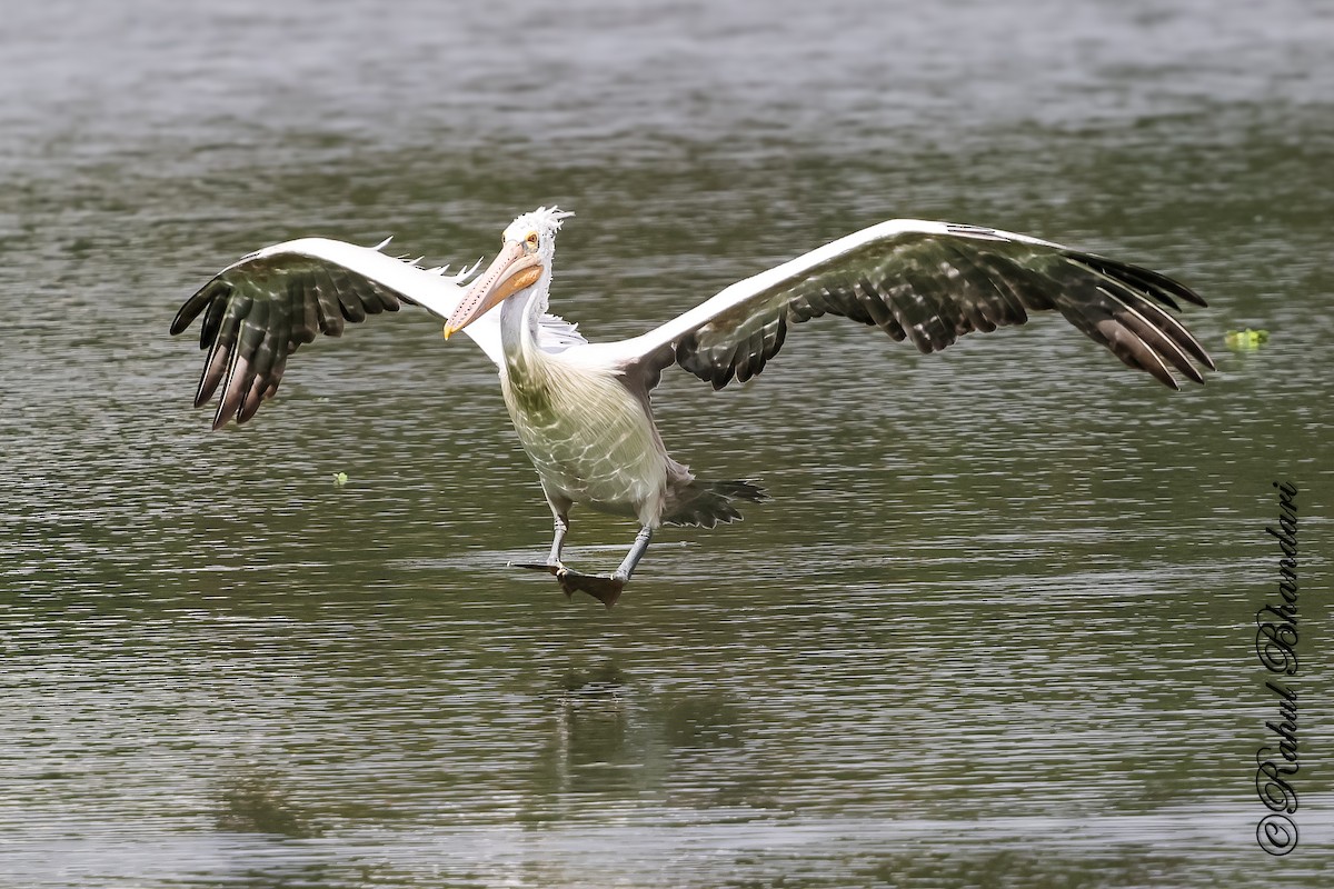 Spot-billed Pelican - ML643702639